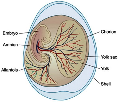 Amniotic egg